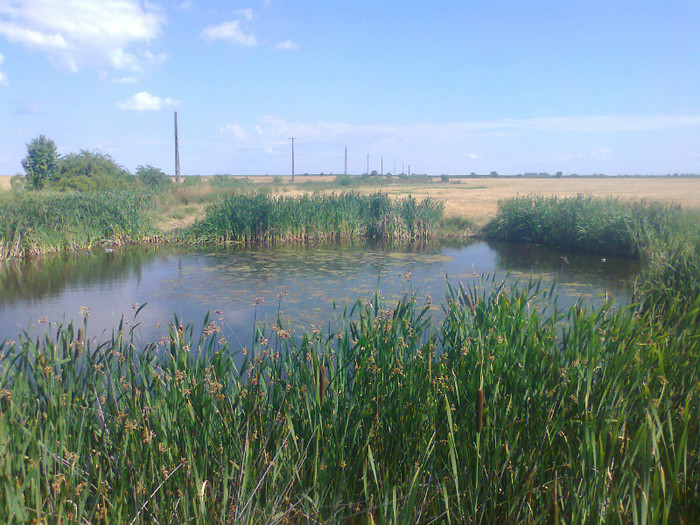 Fotografie0747 - MACEA