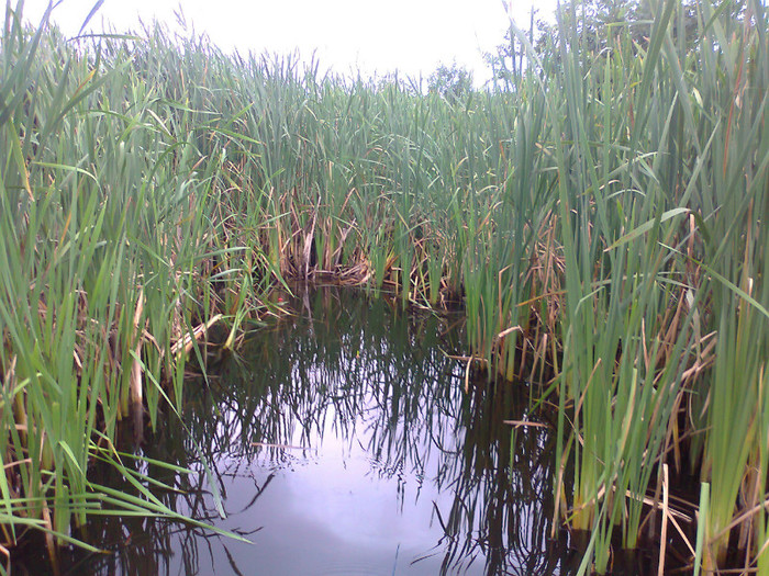 Fotografie1401 - MACEA