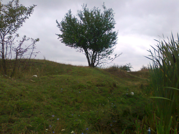 Fotografie1402 - MACEA