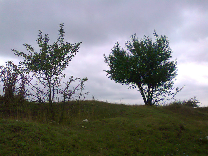 Fotografie1404 - MACEA