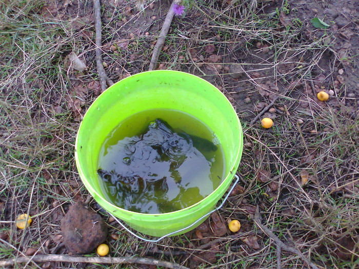 Fotografie1407 - MACEA