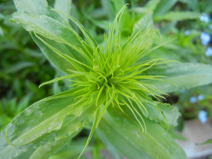 Dianthus barbatus (2012, April 28)