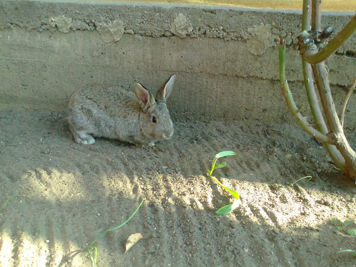 Fotografie0070 - MACEA