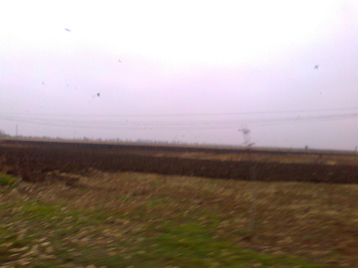 Fotografie0094 - MACEA