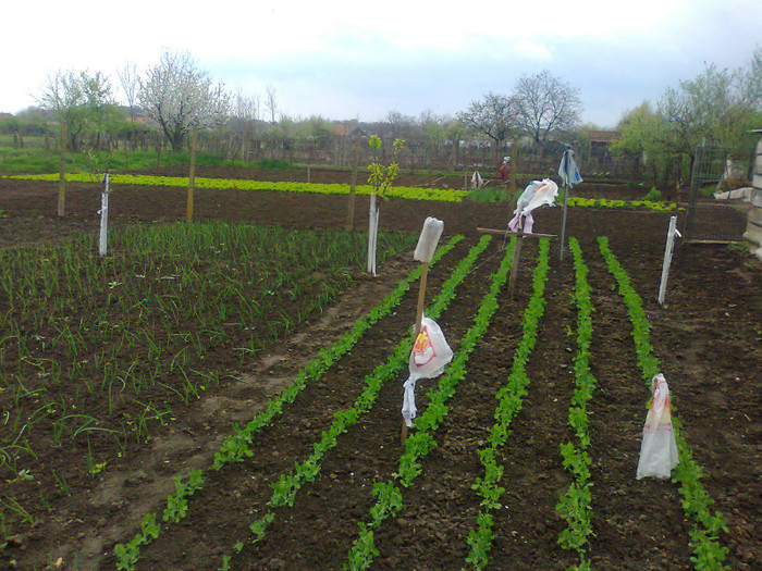 Fotografie0192 - MACEA