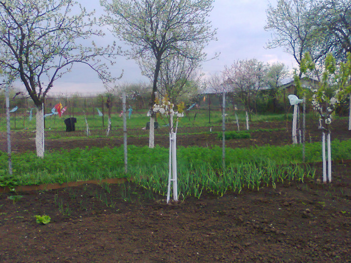 fotografie0194 - MACEA