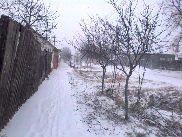 Fotografie0289 - MACEA