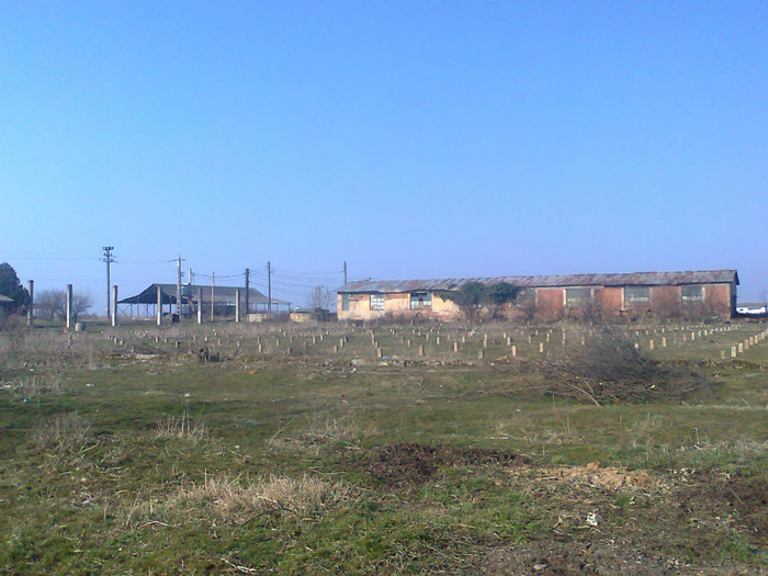 Fotografie0504 - MACEA