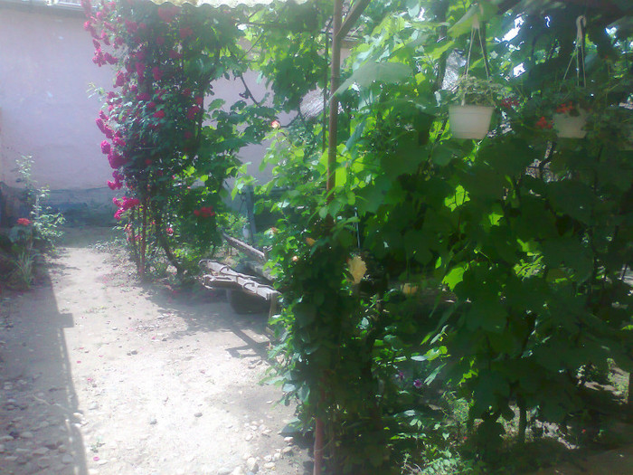 Fotografie0558 - MACEA