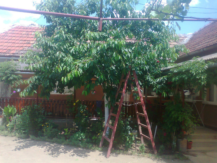 Fotografie0563 - MACEA