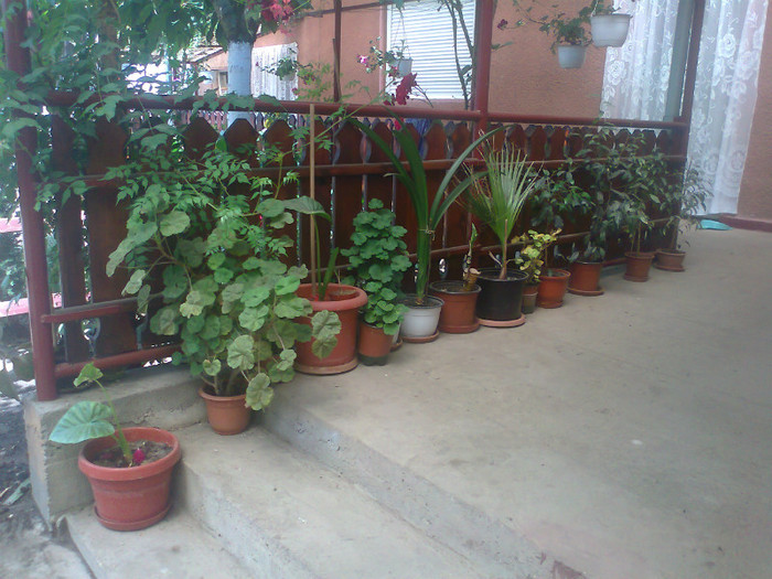 Fotografie0567 - MACEA