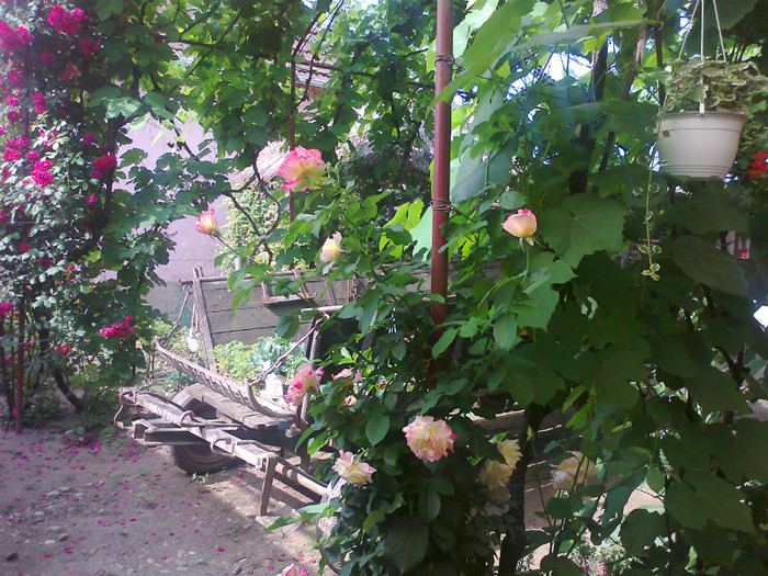 Fotografie0628 - MACEA