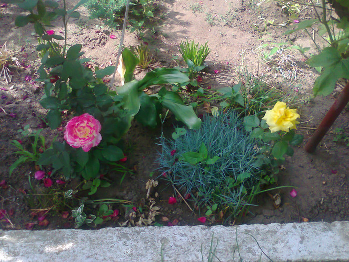 fotografie0629 - MACEA