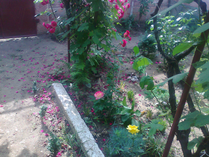 Fotografie0630 - MACEA