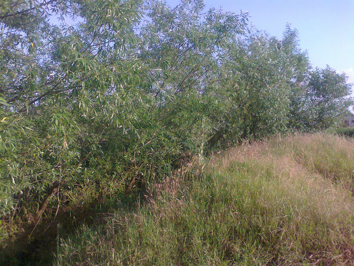 Fotografie0645 - MACEA