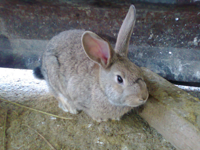 Fotografie0213 - MACEA