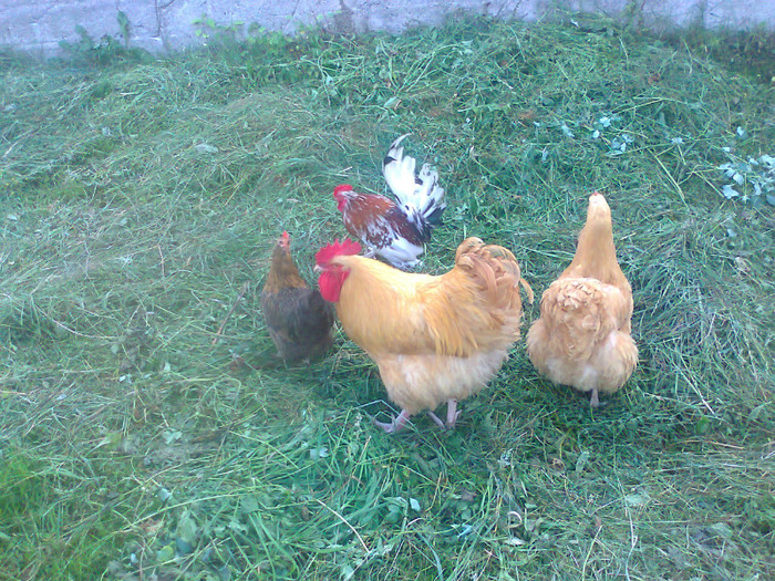 Fotografie0928 - EXCURSIE BOLOGA CLUJ NAPOCA