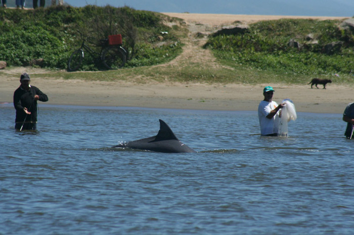 delfinii colaborează cu pescarii