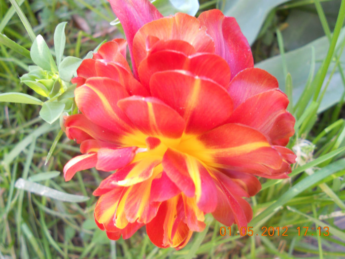 DSCN0757 - Lalelele 2012