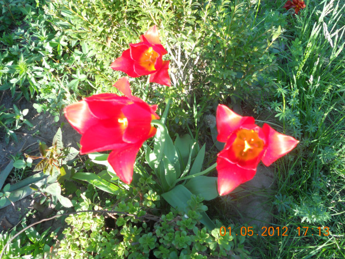 DSCN0758 - Lalelele 2012