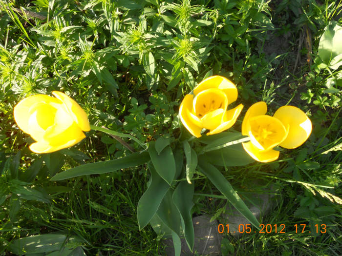 DSCN0759 - Lalelele 2012