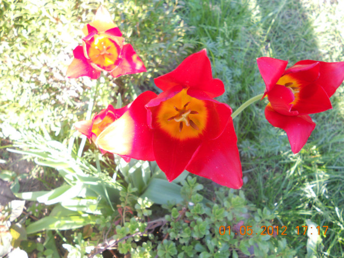 DSCN0772 - Lalelele 2012