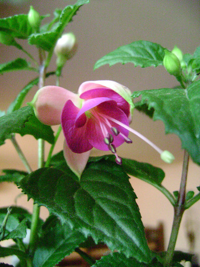 DSC08577 - Fuchsia