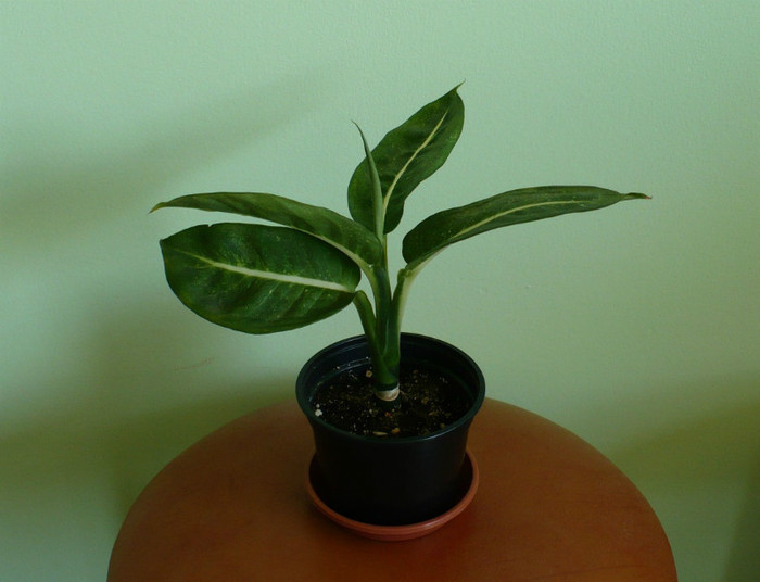 Dieffenbachia - Plante verzi 2012 - 2013