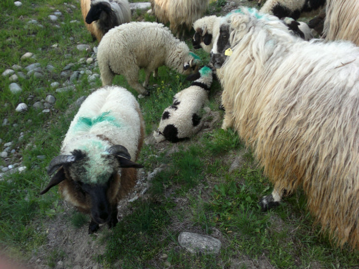 01052012770 - PUI 1mai 2012
