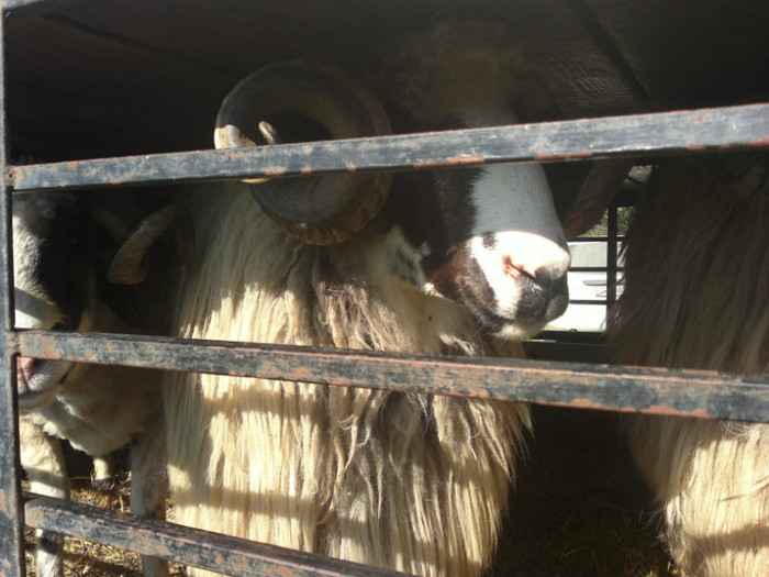 01052012814 - PUI 1mai 2012