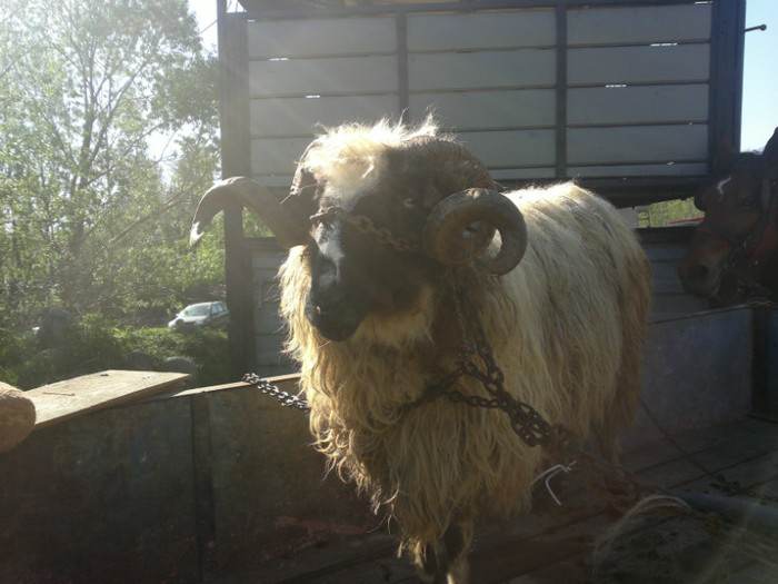 01052012817 - PUI 1mai 2012