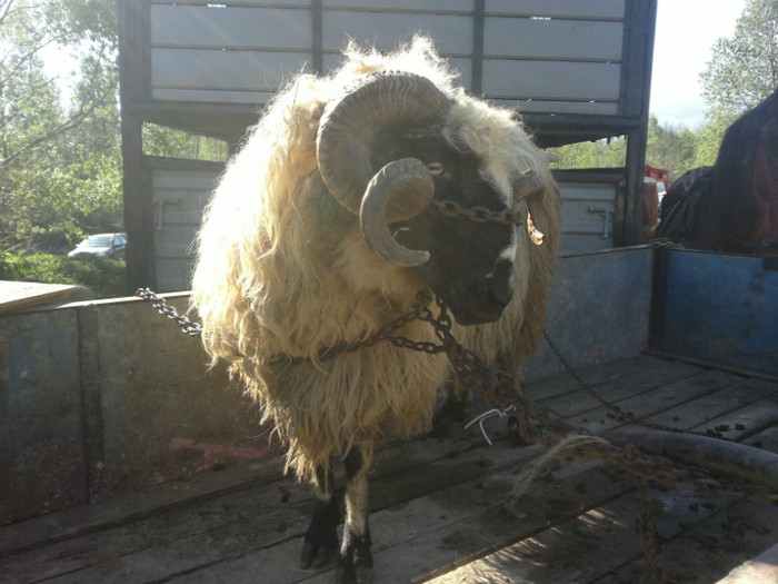 01052012818 - PUI 1mai 2012