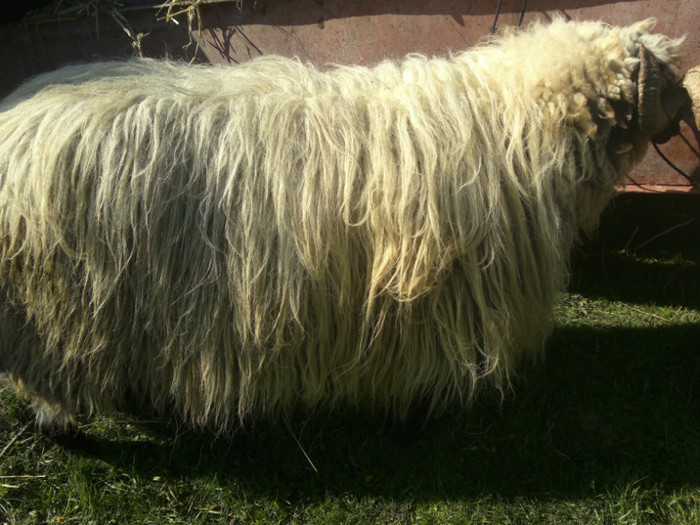 01052012824 - PUI 1mai 2012