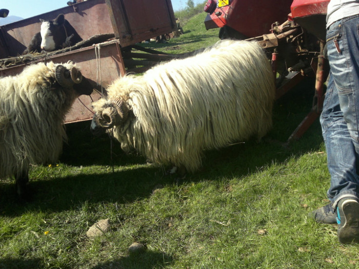 01052012825 - PUI 1mai 2012