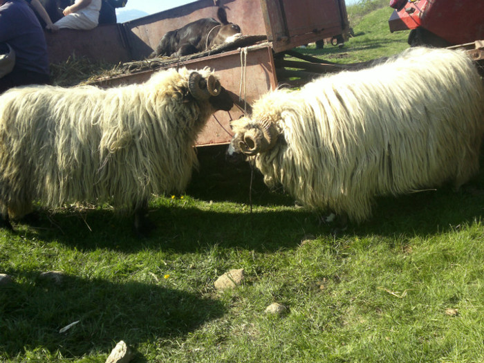 01052012826 - PUI 1mai 2012