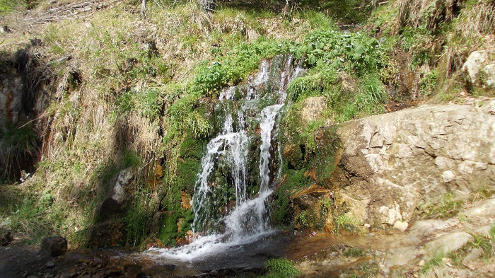 37. Izvoare la Bucias (Imagine pentru desktop)