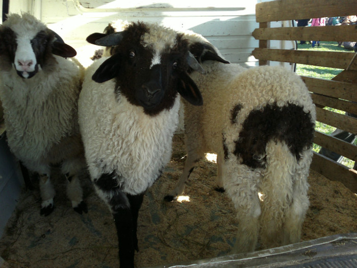 01052012799 - PUI 1mai 2012