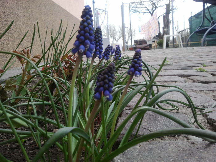 2012-04-07 15.06.10; Muscari
