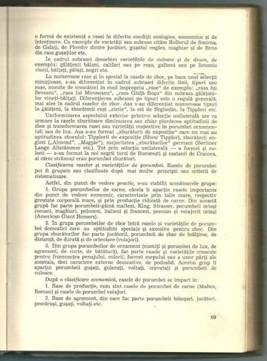 peterfi 1