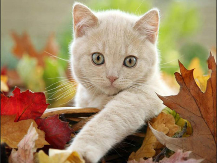 gatito