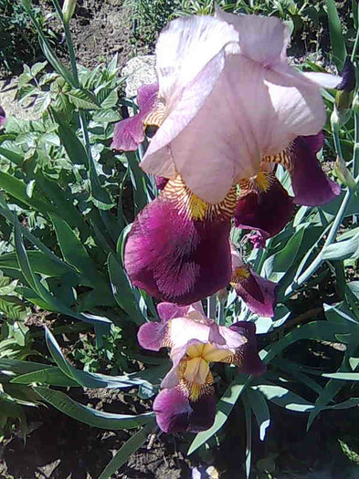 Imagine140 - flori 2012