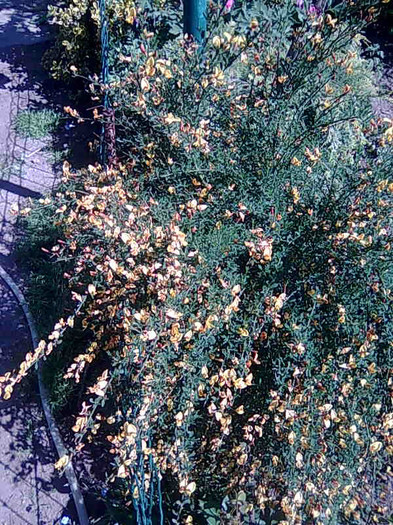 Imagine143 - flori 2012