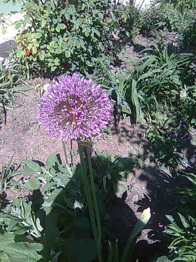 Imagine150 - flori 2012