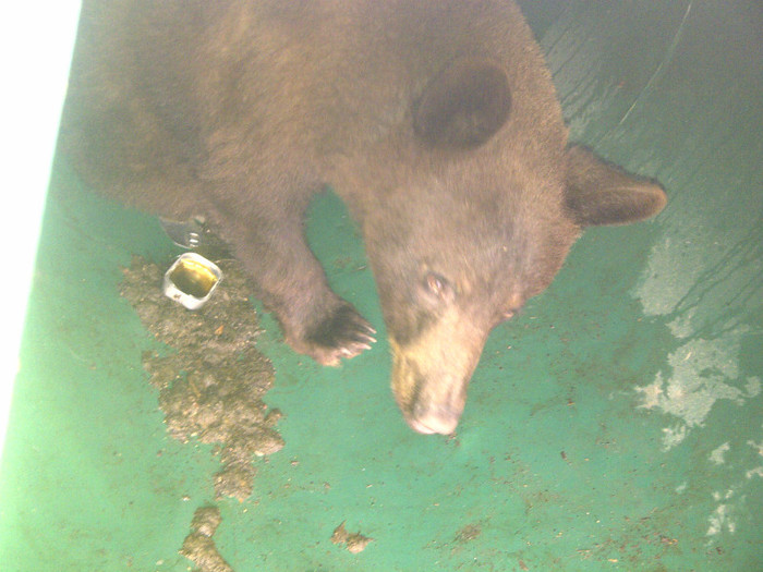 IMG-20120430-00299 - urs prins 30 aprilie 2012