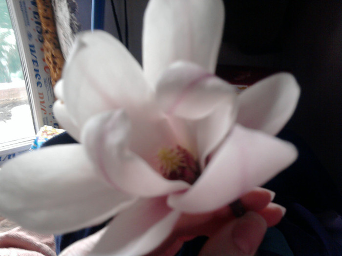 magnolia grandiflora - primavara-vara 2011
