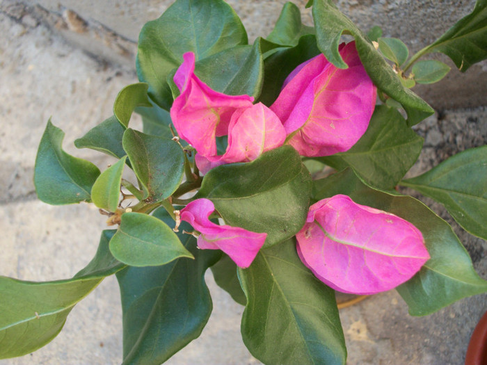 100_9134 - bougainvillea