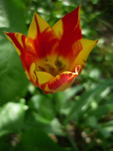 P1010974 - Lalea - Tulipa