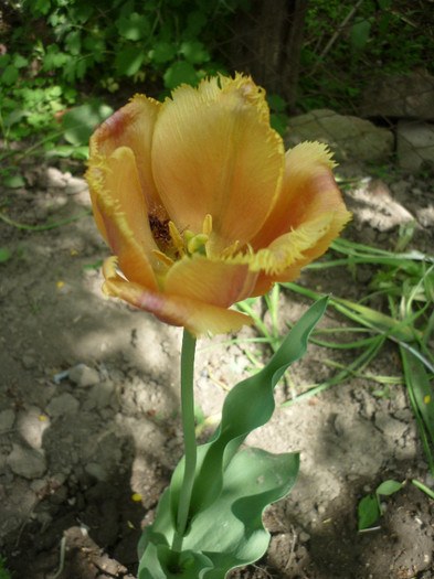 P1010975 - Lalea - Tulipa