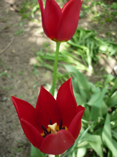 P1010977 - Lalea - Tulipa
