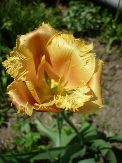 P1010979 - Lalea - Tulipa